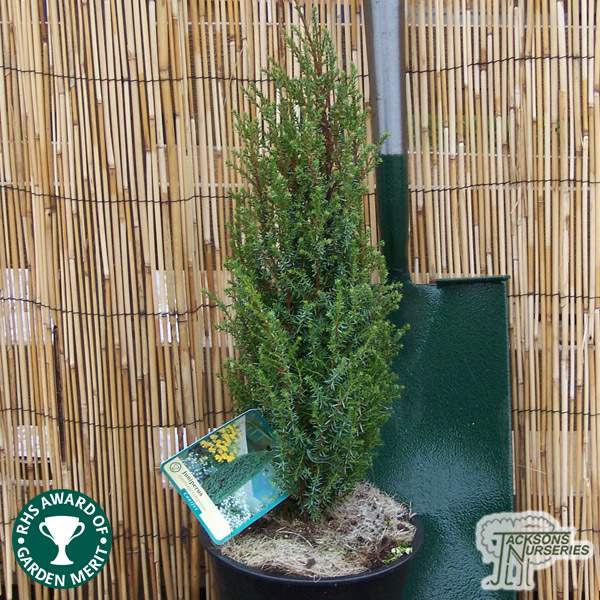 Buy Juniperus communis 'Compressa' online from Jacksons Nurseries